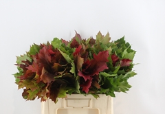 Quercus Rubra 60cm