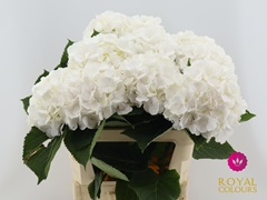 Hydrangea White Verena 80cm 20-22cm Hd