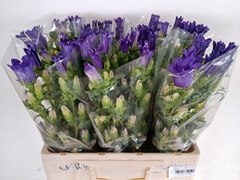 Campanula Champion Blue 60cm