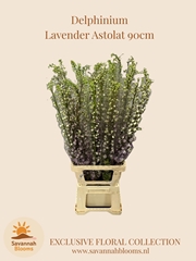 Delphinium Double Magic Fountains Lavender 90cm