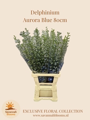 Delphinium Double Aurora Blue 80cm