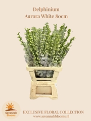 Delphinium Double Aurora White 80cm