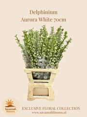 Delphinium Double Aurora White 70cm