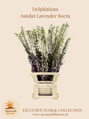 Delphinium Double Magic Fountains Lavender 80cm
