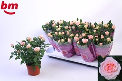 Rosa Baby Jewel 10Ø 25cm