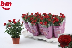 Rosa Hot Jewel 10Ø 25cm
