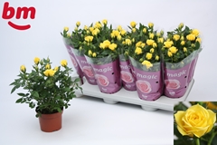 Rosa Amazing Jewel 10Ø 25cm