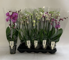 Phalaenopsis Mix 12Ø 60cm 4st
