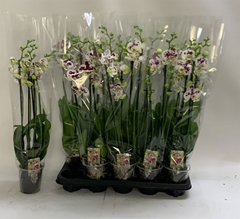 Phalaenopsis Marrakesh 12Ø 70cm 4st