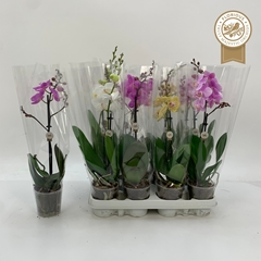 Phalaenopsis Mix 9Ø 40cm 1st