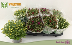 Chrysanth Mix 5 Colours 12Ø 25cm