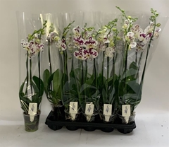 Phalaenopsis Marrakesh 12Ø 70cm 3st