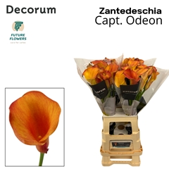 Zantedeschia Captain Odeon 70cm