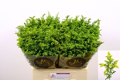 Solidago Carzan Glory 60cm 20gr.