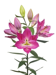 Lily Oriental Imax 80cm 3+