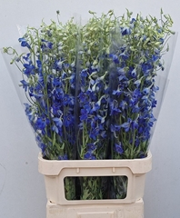 Delphinium Single Volkerfrieden 100cm