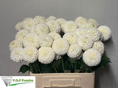 Dahlia Reycroft Jan 60cm