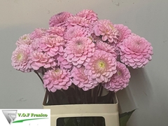 Dahlia Wizard Of Oz 60cm