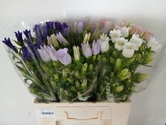 Campanula Medium Mix 60cm