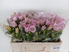 Campanula Campana Pearl Pink 50cm