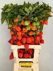 Physalis Alkekengi Lampion Per Stem 80cm