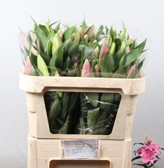 Lily Oriental Ibiza 75cm 3+