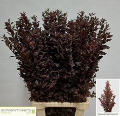Physocarpus Magical Sweet Cherry 100cm
