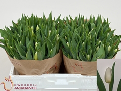 Tulip Single White Prince 35cm 33gr.