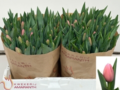 Tulip Single Tresor 40cm 45gr.