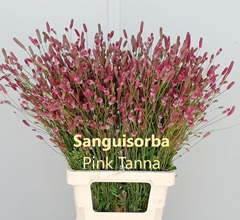 Sanguisorba Officinalis Pink Tanna 70cm
