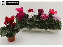 Cyclamen Super Serie Allure 10Ø 21cm