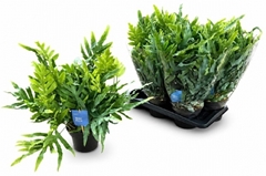Phlebodium Blue Star 17Ø 55cm