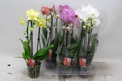 Phalaenopsis Cascade 12Ø 45cm 2st