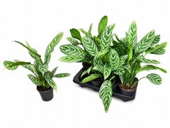 Aglaonema Stripes 14Ø 50cm