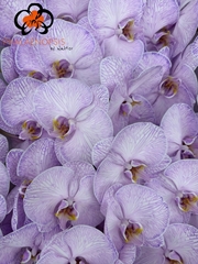 Phalaenopsis Painted Violet 80cm 10+