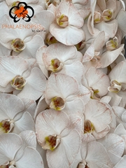 Phalaenopsis Painted Caramel 80cm 10+