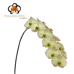 Phalaenopsis Painted Hydrangea 80cm 10+