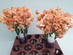 Lathyrus Painted Pumpkin 35cm