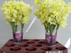 Lathyrus Painted Yellow 35cm
