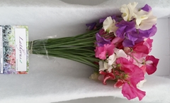 Lathyrus Parfum Mixed In Bunch 35cm