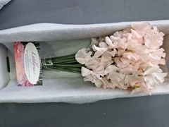 Lathyrus Parfum Painted Light Pink Magic 35cm