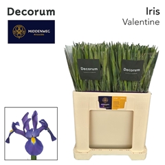 Iris Valentine 60cm 38gr.