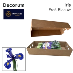 Iris Professor Blaauw 62cm 37gr.