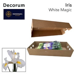 Iris White Magic 58cm 35gr.