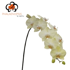 Phalaenopsis Rising Sun 80cm 10+