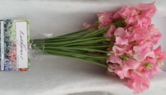 Lathyrus Winter Sunshine Pink 35cm
