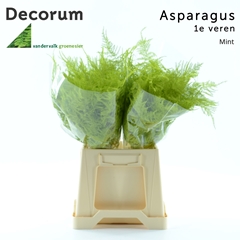 Asparagus Setaceus Painted Mint 45cm