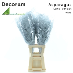 Asparagus Setaceus Painted White 85cm