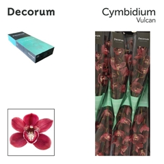 Cymbidium Vulcano 60cm