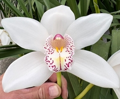 Cymbidium Mrs. White Crystal 80cm